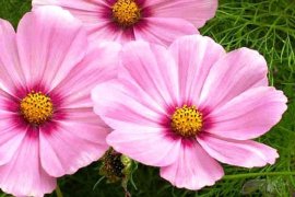 cosmos
